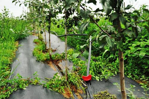 蘋果園水肥一體化技術(shù)有哪些要點？